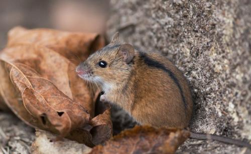 Мышь полевка в домашних условиях. Мышь полевка: питание и размножение вредителя
