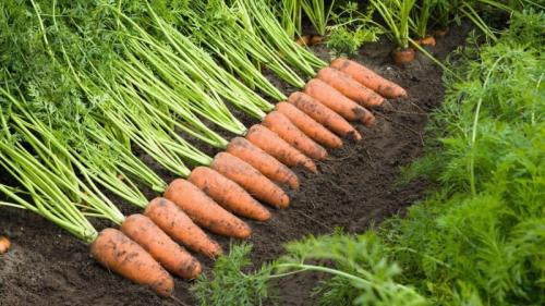 Как сохранить морковь в домашних условиях до весны. Лучшие способы, как хранить морковь после сбора урожая до весны