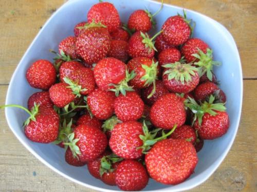 Посадка клубники усами в июле. Посадка усов Пересадку можно осуществлять с середины июля по середину сентября, но чем раньше, тем лучше, т.к. летом идёт закладка почек для будущего урожая. Посадку лучше наметить на вечернее время. Это нетрудное дело, но оно требует аккуратности: