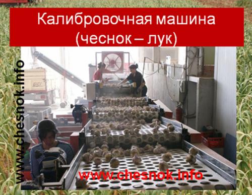 Чеснок хранение и переработка. 