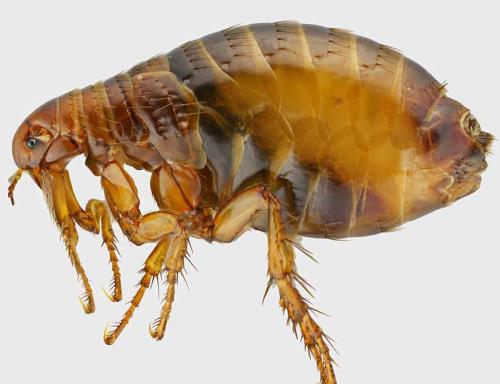 Блохи у человека на голове. Как бороться в доме или квартире самостоятельно? 03