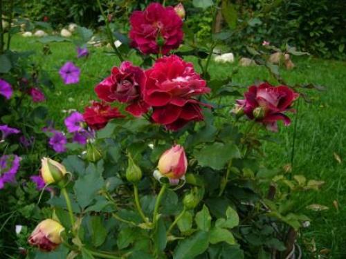 Борная кислота спиртовой раствор. Борный спирт и борная кислота – в чем различие? 08