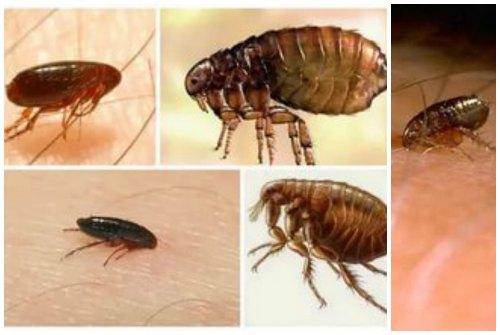 Как избавиться от блох. Как определить, что блохи уже появились в жилище