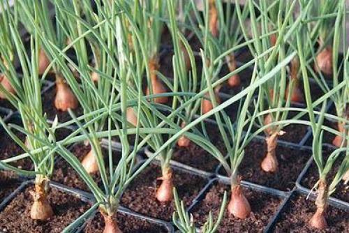 Условия хранения лука. Как хранить лук зимой 03 Условия хранения лука. Как хранить лук зимой 03
