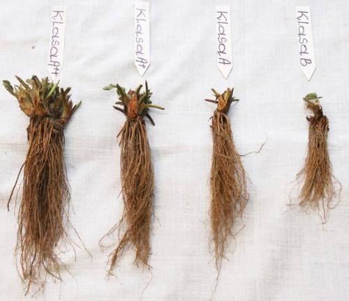 Посадка клубники усами в июле. Посадка усов Пересадку можно осуществлять с середины июля по середину сентября, но чем раньше, тем лучше, т.к. летом идёт закладка почек для будущего урожая. Посадку лучше наметить на вечернее время. Это нетрудное дело, но оно требует аккуратности: