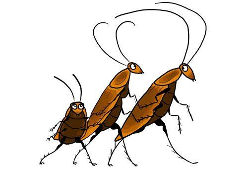 Могут ли тараканы уйти сами. Почему из российских квартир пропали тараканы? Вы удивитесь, узнав причину!