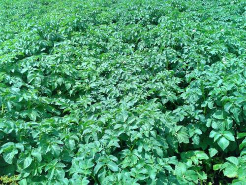 Картофель пикассо сорт. Описание и характеристика сорта картофеля Пикассо, урожайность, отзывы, фото