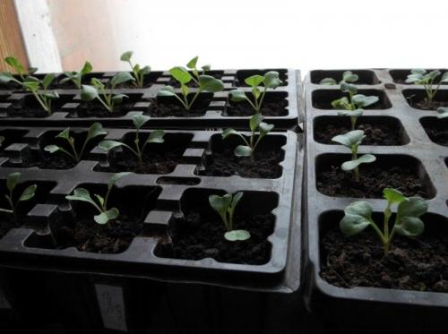 Сроки уборки капусты Мегатон. Описание сорта капусты Мегатон – посадка и уход, фото, отзывы