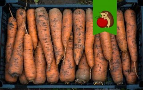 При какой температуре замерзает морковь на балконе. Морковь замерзла при хранении на балконе: что делать?