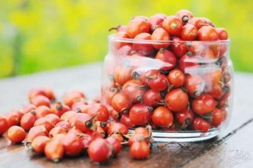 Как чистить шиповник для сушки. Как правильно сушить шиповник в домашних условиях: сушка плодов, листьев и цветов