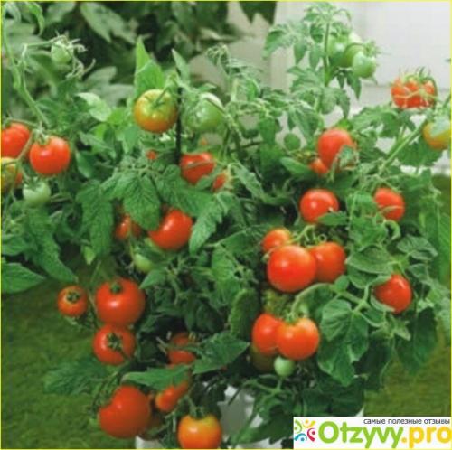 Томат Ляна Розовая. Семена томатов ЛЯНА.