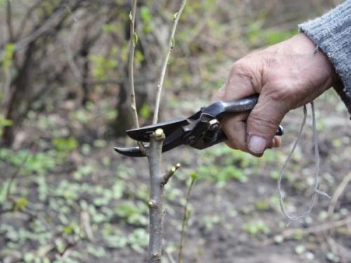 Формирование кроны груши схема. Схема формирования кроны