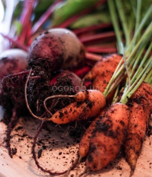 Уборка и хранение моркови и свеклы. Когда выкапывать морковь – сроки уборки? 07
