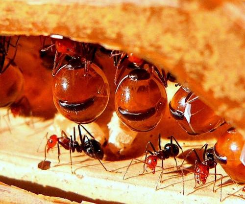 Профессии муравьев. «ПРОФЕССИИ» МУРАВЬЕВ