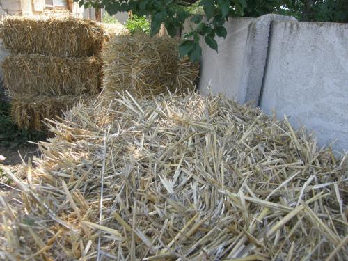 Томат Грибное лукошко. Вкусный салатный томат Грибное лукошко