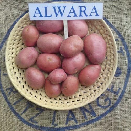 Альвара картофель описание. Описание сорта