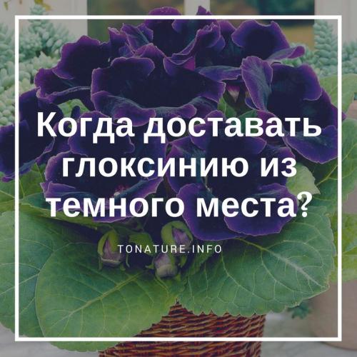 Глоксиния на зиму. Секреты зимовки глоксинии: как правильно сохранить клубни 07