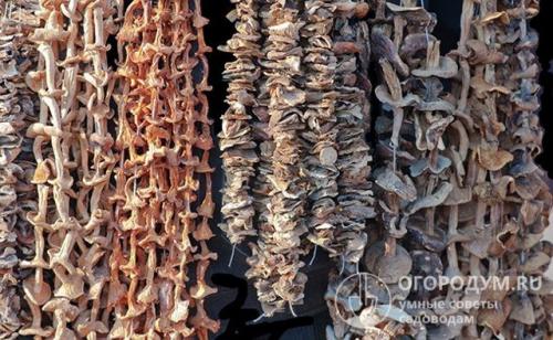 Как хранить сушку в банках. Организация хранения