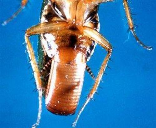 Размножение тараканов домашних. Как размножаются тараканы?