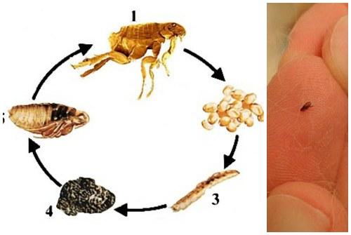 Как избавиться от блох. Как определить, что блохи уже появились в жилище