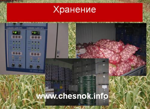 Чеснок хранение и переработка. 