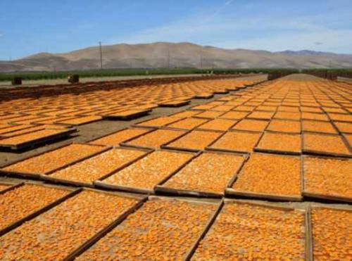 Как сушить абрикосы в духовке с конвекцией. Сушить абрикосы в духовке