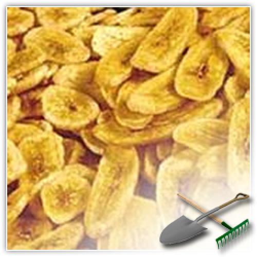 Дикая груша сушка. Сушка груш. Сушим-сушим наши груши…