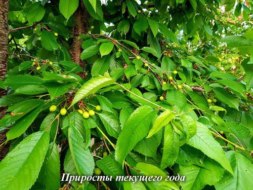 Формирование кроны яблони схема. Повторные обрезки юного дерева – формирование кроны яблони 05