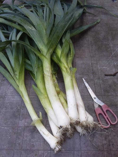 Лук-порей на второй год. Лук-порей осенью.