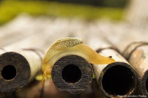 Вредны ли слизни для человека. Интересные факты о слизняках