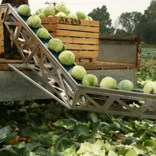 Как хранить капусту в подвале. Подготовка погреба к зиме 13