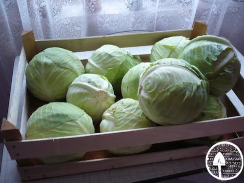 Хранение капусты в вакуумном пакете. Как хранить капусту – способы