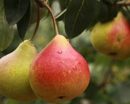 Дикая груша сушка. Как сушить груши в домашних условиях: 7 способов