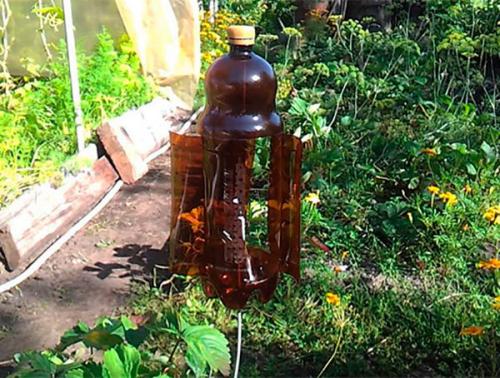 Землеройка, как бороться. Как мне удалось избавиться от землероек на огороде