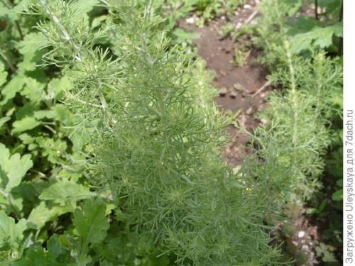 Трава тархун в консервации. К засолке огурцов приготовьте эстрагон!