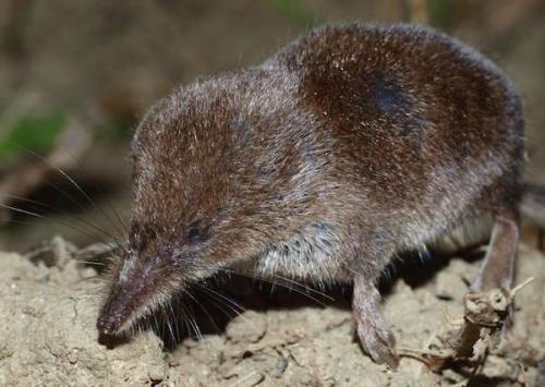 Землеройка, как бороться. Как мне удалось избавиться от землероек на огороде