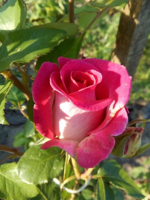 Королевы сада 01