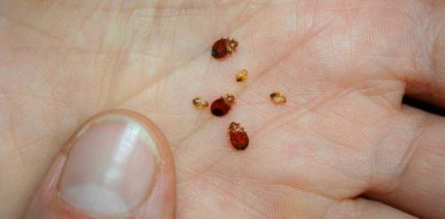 Где живут клопы. Где и как живут клопы в квартире? 12