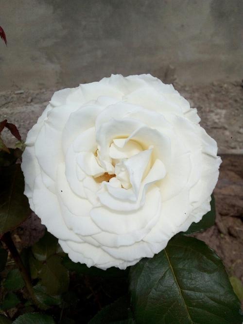 Королевы сада 04