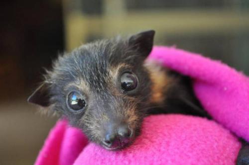 Что делают летучие мыши зимой. Виды зимнего сна у мышей 04