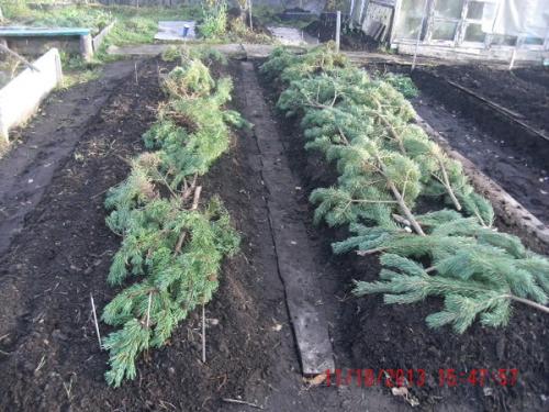 Хранение озимого чеснока до посадки. Технология посева