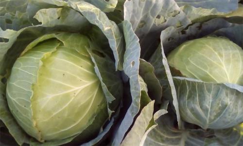 Когда убирать капусту Мегатон. Описание сорта капусты Мегатон – посадка и уход, фото, отзывы