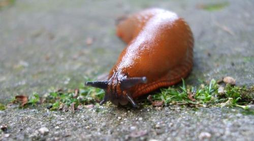 Как зимуют слизни в огороде. Жизненный цикл 12