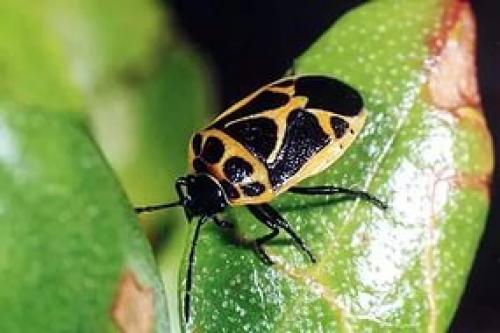 Где живут клопы. Где и как живут клопы в квартире? 04