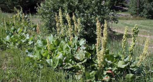 Хрен это овощ. Овощ хрен – описание 11