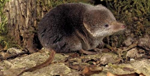 Кого есть землеройка. Где встречается?