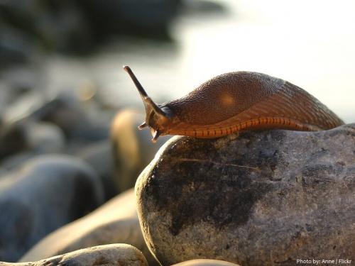 Вредны ли слизни для человека. Интересные факты о слизняках