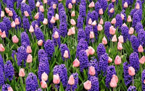 Гиацинт - цветок дождей 01