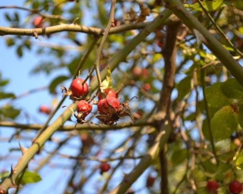 Сушить шиповник в духовке. Когда нужно собирать шиповник и как его сушить