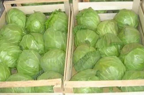 Как хранить капусту. Способы хранения